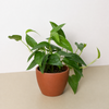 Pothos 'Cebu Blue'