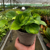 Pothos Global Green