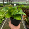 Pothos Global Green