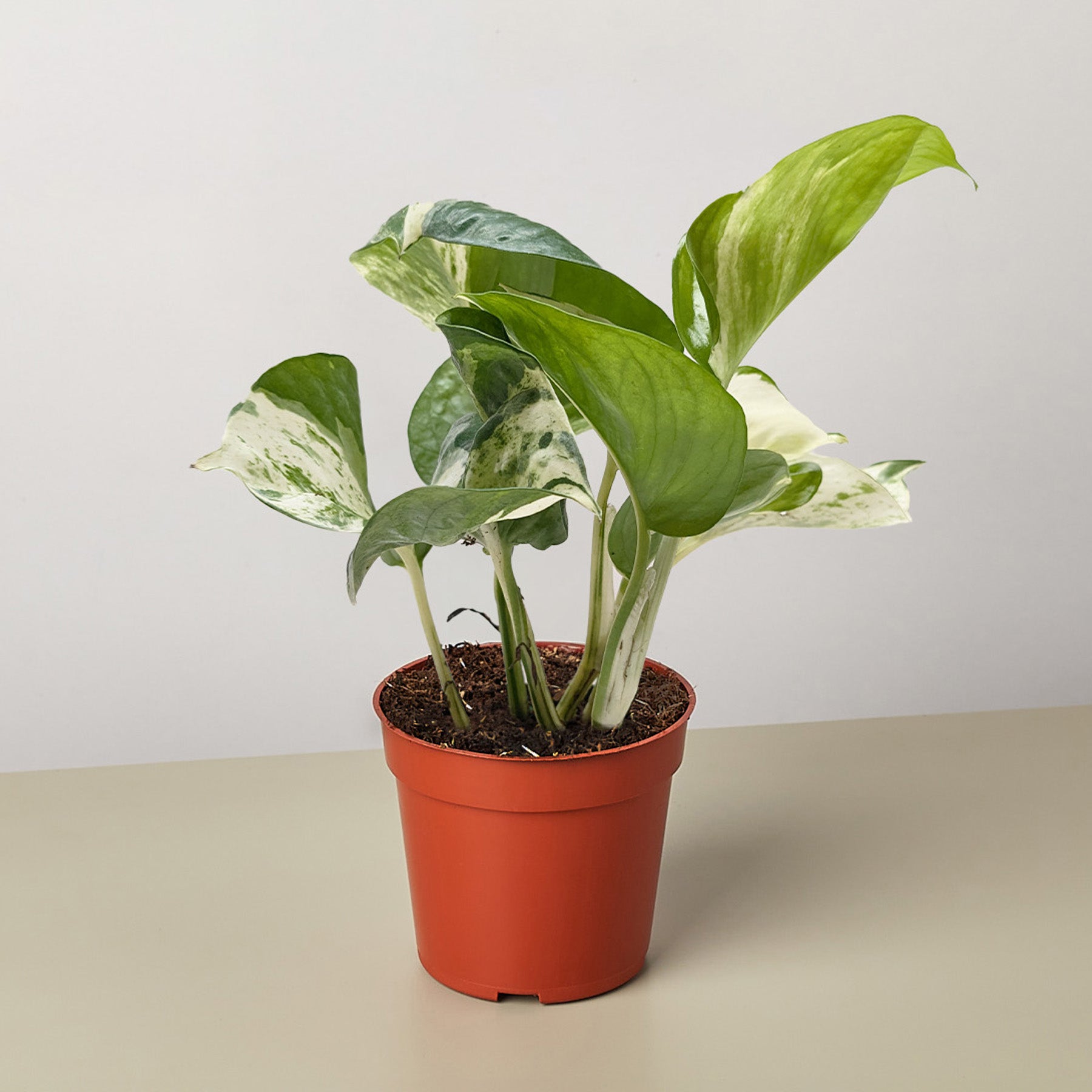 Pothos 'Manjula'