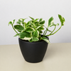 Pothos 'N'joy'
