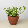 Pothos 'N'joy'