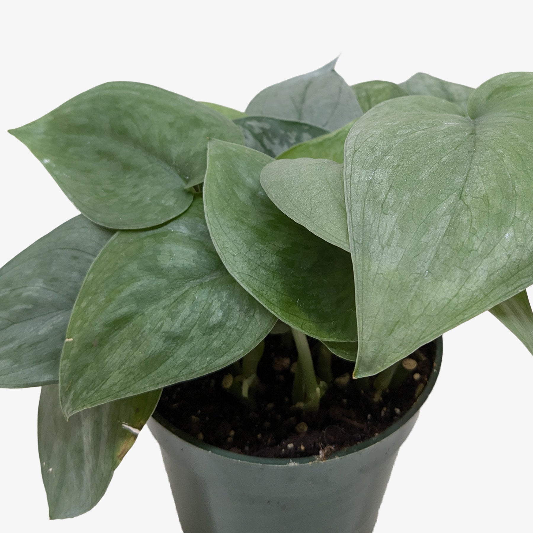 Scindapsus Platinum Java