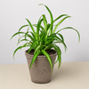 Spider Plant 'Hawaiian'