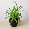 Spider Plant 'Hawaiian'