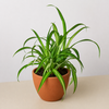 Spider Plant 'Hawaiian'