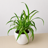 Spider Plant 'Hawaiian'