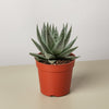 Succulent Haworthia Savanna
