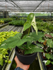 Syngonium 'Albo Variegata'