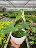 Syngonium 'Albo Variegata'