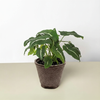 Syngonium wendlandii 'Black Velvet'