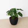 Syngonium wendlandii 'Black Velvet'