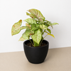 Syngonium 'Confetti'