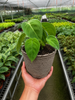 Syngonium 'Ice Frost'