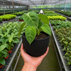 Syngonium 'Ice Frost'