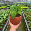 Syngonium 'Ice Frost'