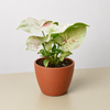 Syngonium 'Milk Confetti'