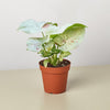 Syngonium 'Milk Confetti'