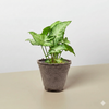 Syngonium 'White Butterfly'