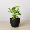 Syngonium 'White Butterfly'