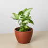Syngonium 'White Butterfly'