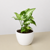 Syngonium 'White Butterfly'