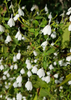 White Crane Flower (Rhinacanthus Nasutus)
