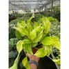 Pothos 'Neon Queen'