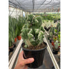 Succulent Cereus Coral Green