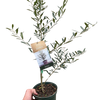Common Olive Tree (Olea europaea)