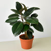Ficus Elastica 'Burgundy'