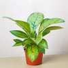 Homalomena 'Selby'