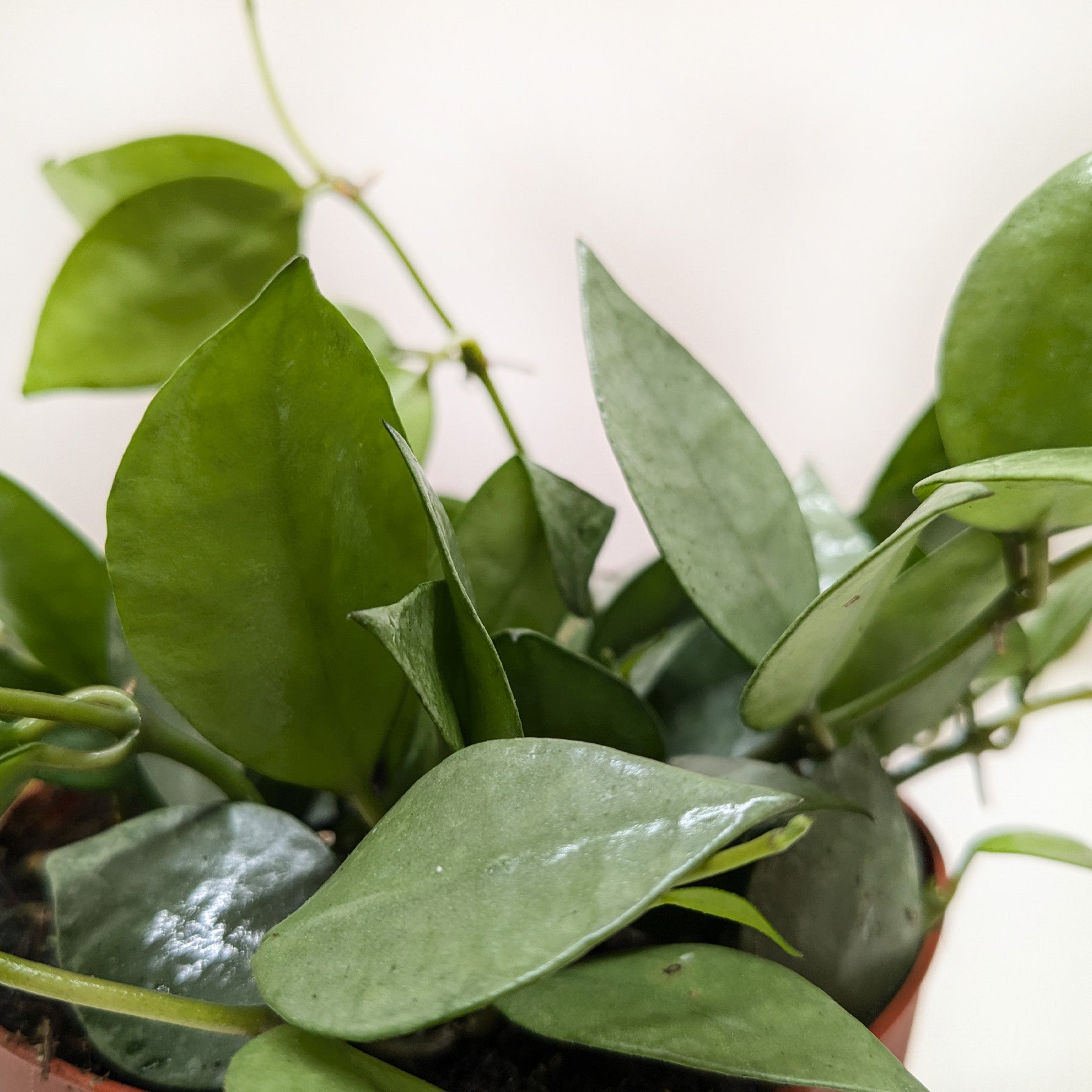 Hoya Krohniana Super Silver