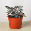 Peperomia 'Metallica'