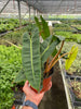 Philodendron 'Billietiae'