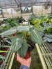 Philodendron 'Gloriosum'