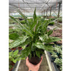 Variegated Spathiphyllum 'Domino'