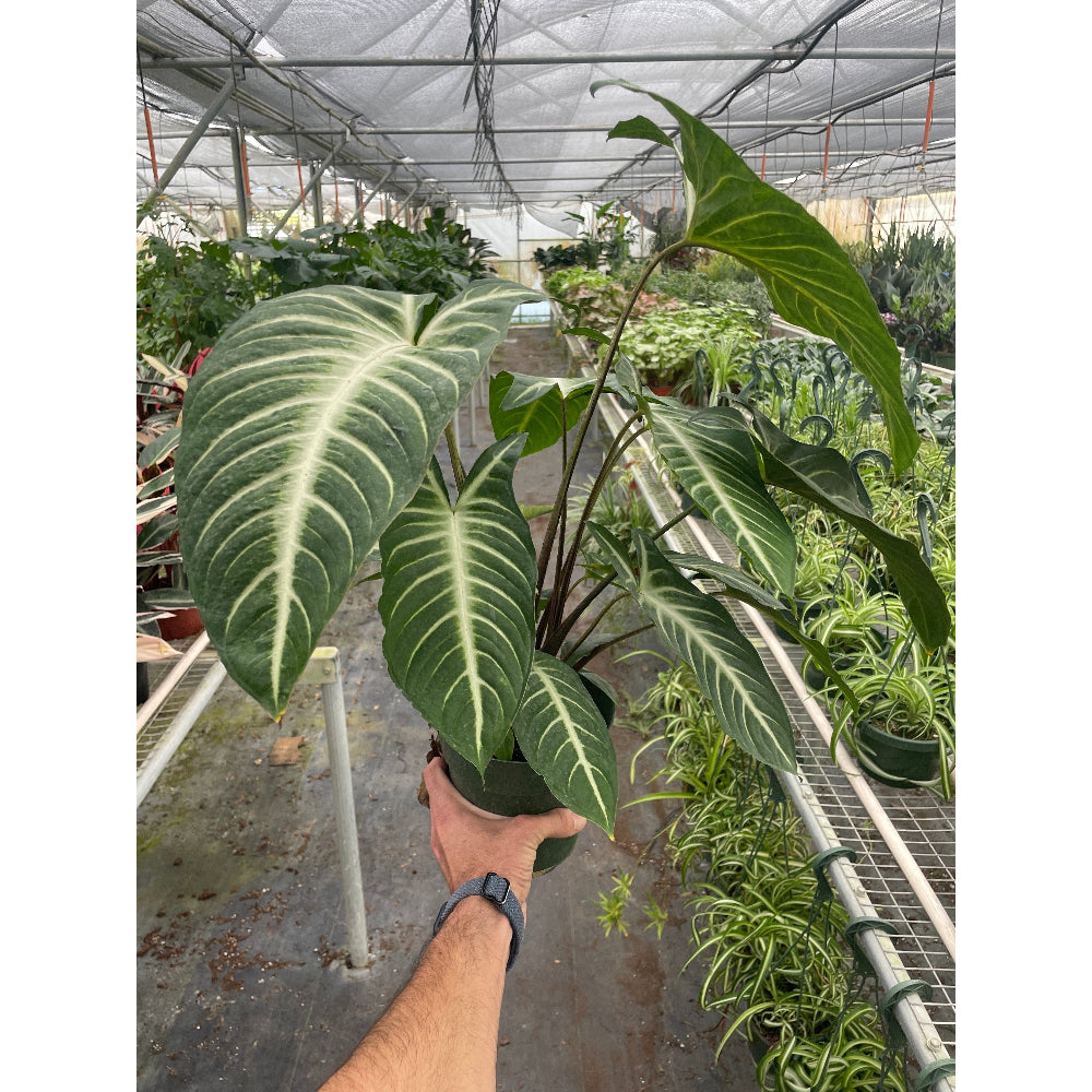 Hand holding a potted plant with green leaves in a greenhouse setting