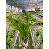 Hand holding a potted plant in a greenhouse setting with other plants and structures visible.