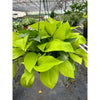 Pothos 'Neon'