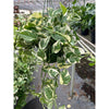 Pothos 'N'joy'