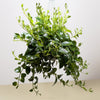 Lipstick Plant