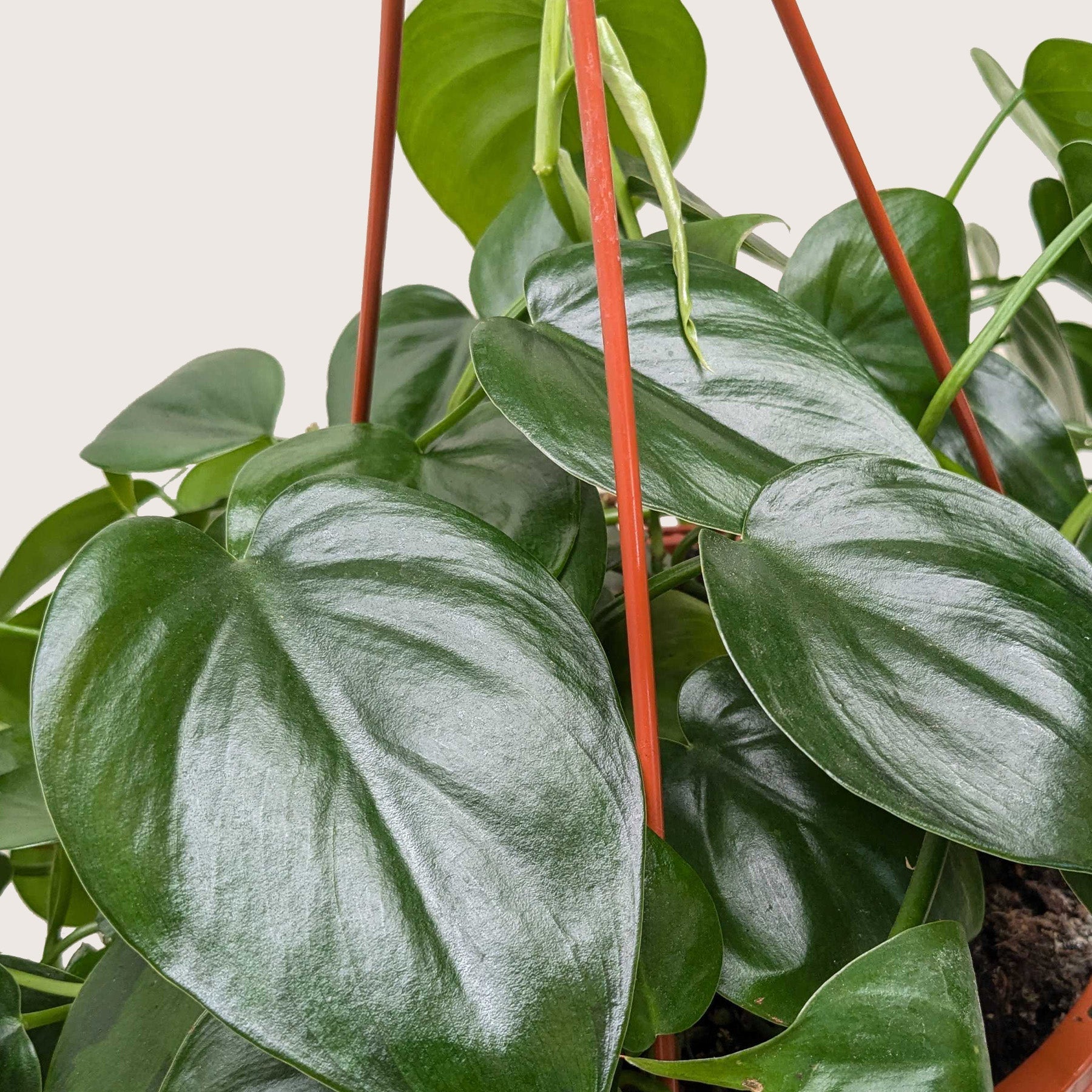 Philodendron Cordatum 'Heartleaf'