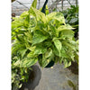 Pothos 'Marble Queen'