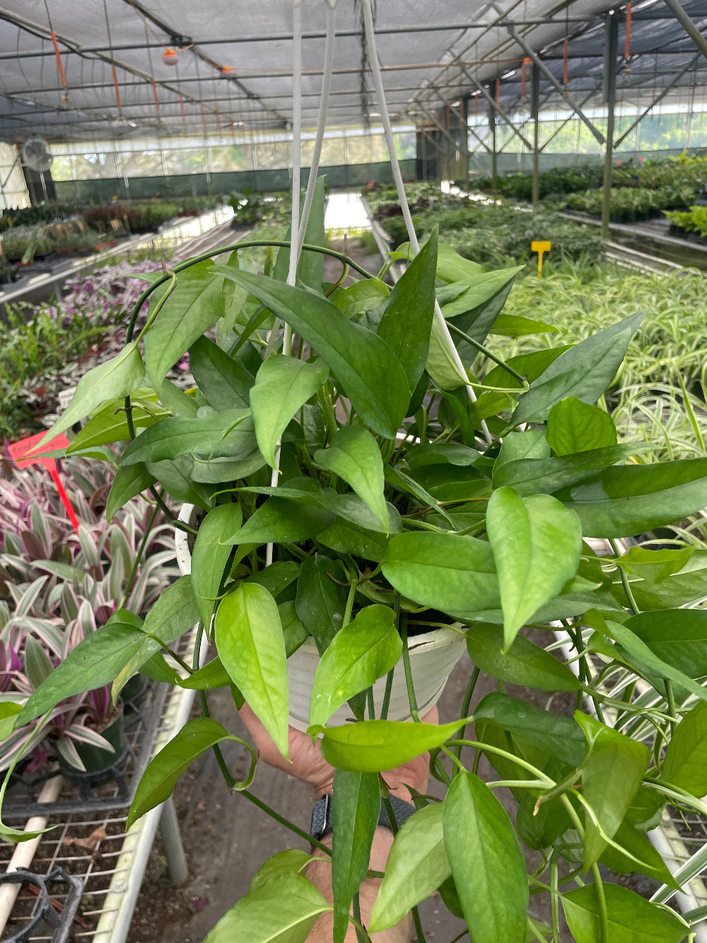 Hanging green plant in a greenhouse setting