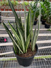 Snake 'Bantel's Sensation'