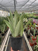 Snake Plant 'Sayuri'