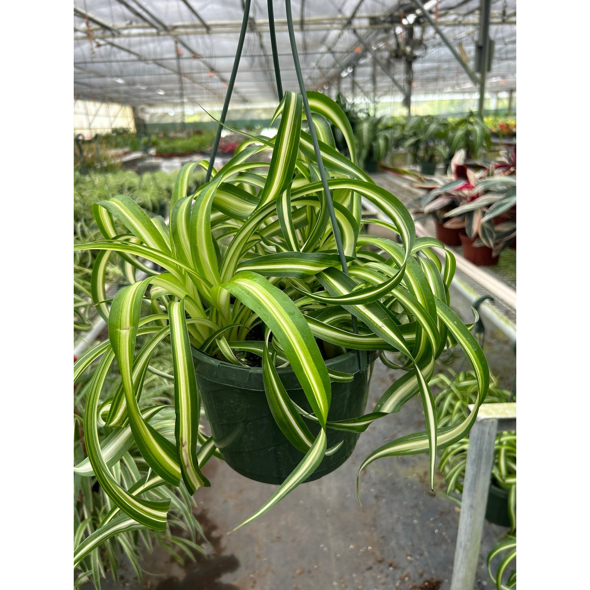 Spider Plant 'Bonnie'