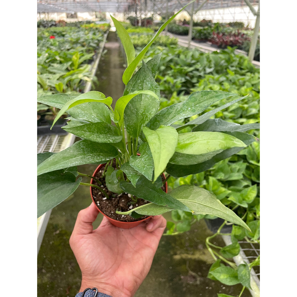 Hand holding a potted plant in a greenhouse setting
