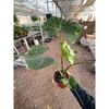 Alocasia macrorrhizos 'Stingray'